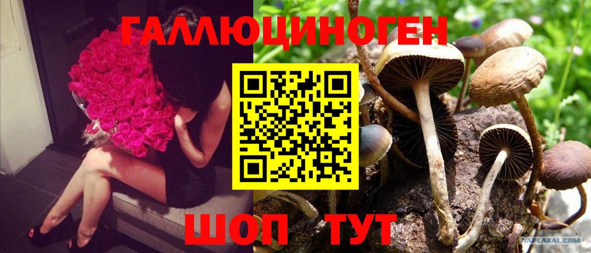 Псилоцибиновые грибы мицелий Черкесск